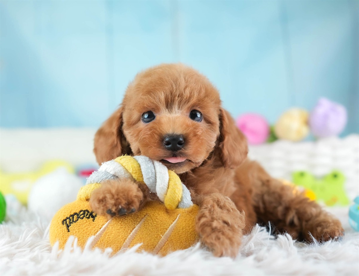 トイ・プードル | 男の子 | レッド | 2026年2月5日