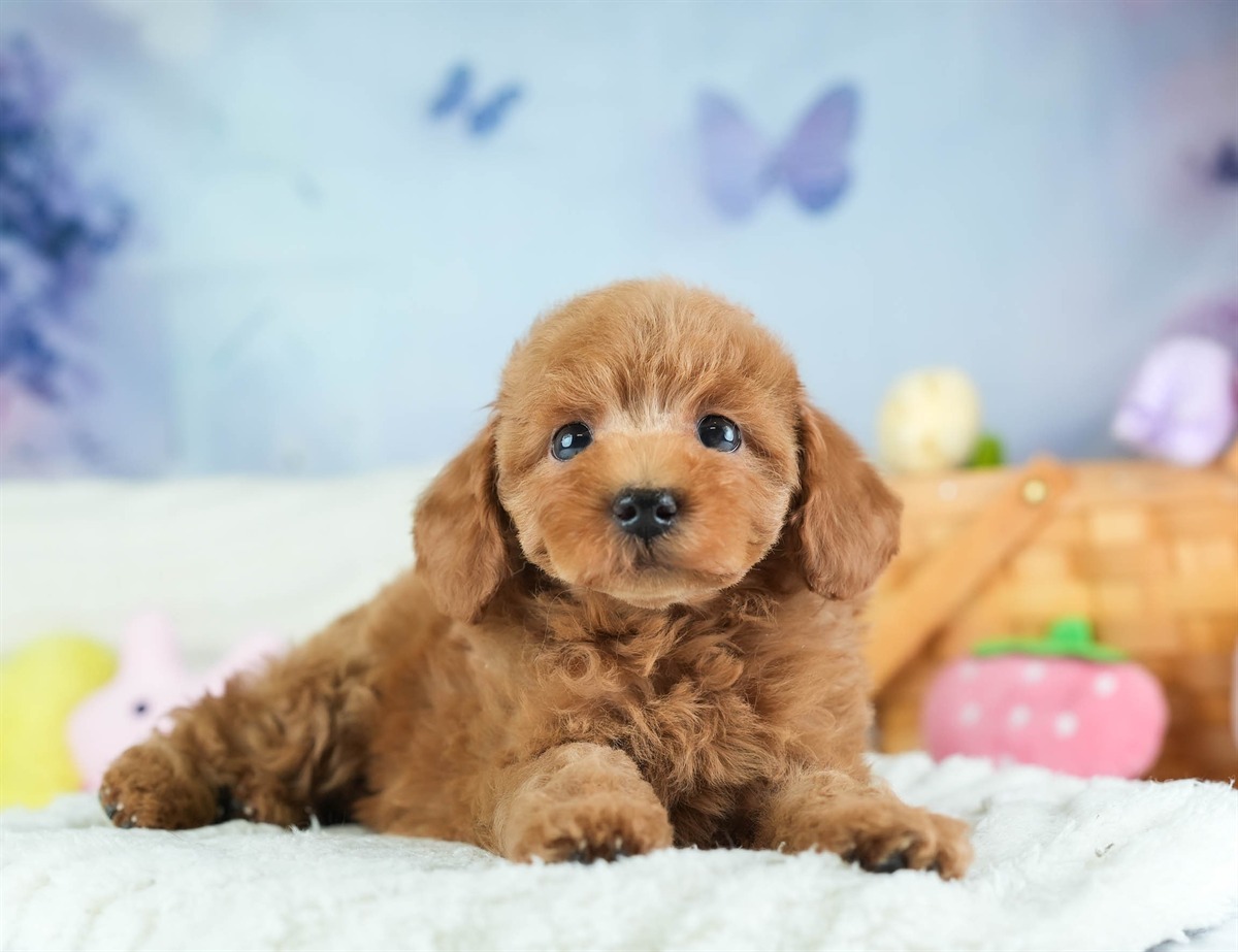 トイ・プードル | 男の子 | レッド | 2026年2月5日