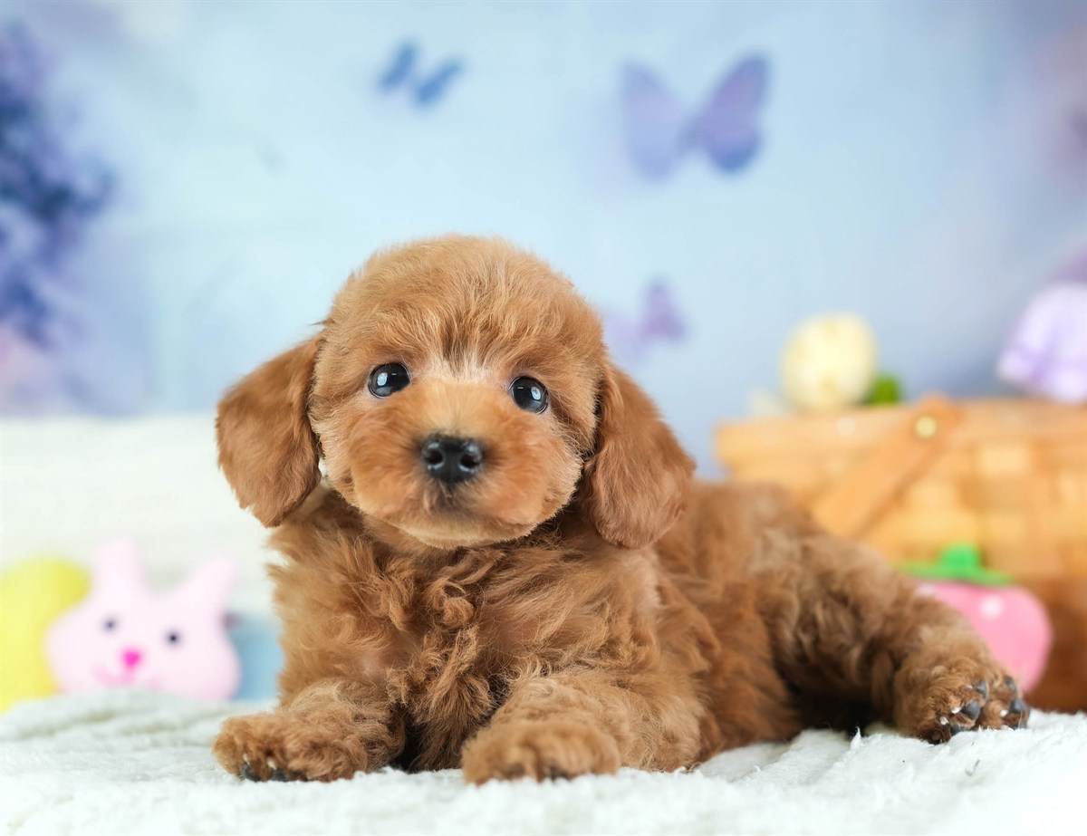 トイ・プードル | 男の子 | レッド | 2026年2月5日