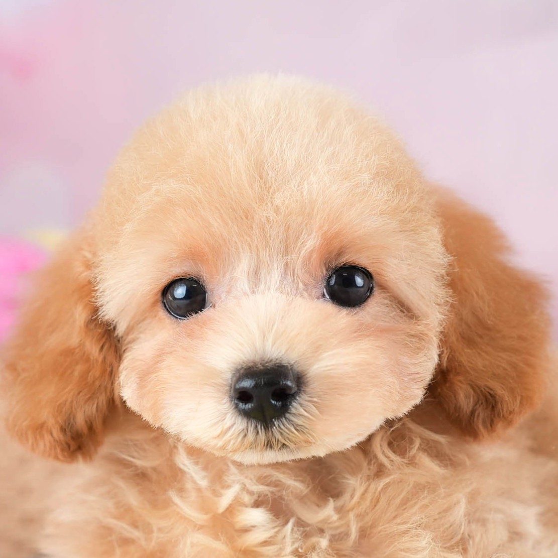 トイ・プードル | 女の子 | アプリコット | 2026年2月5日（ID:dog-30002981）