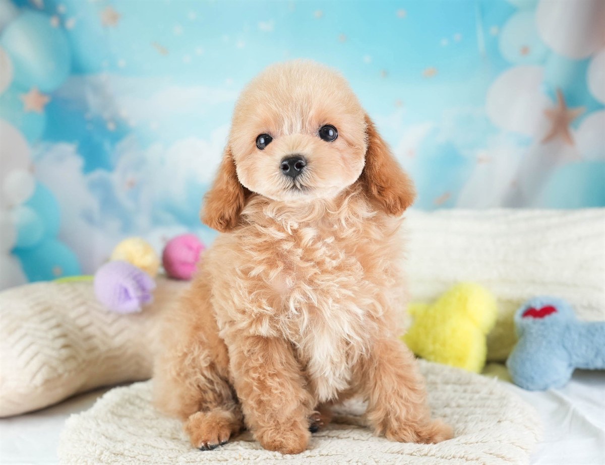 トイ・プードル | 女の子 | アプリコット | 2026年2月5日（ID:dog-30002981）