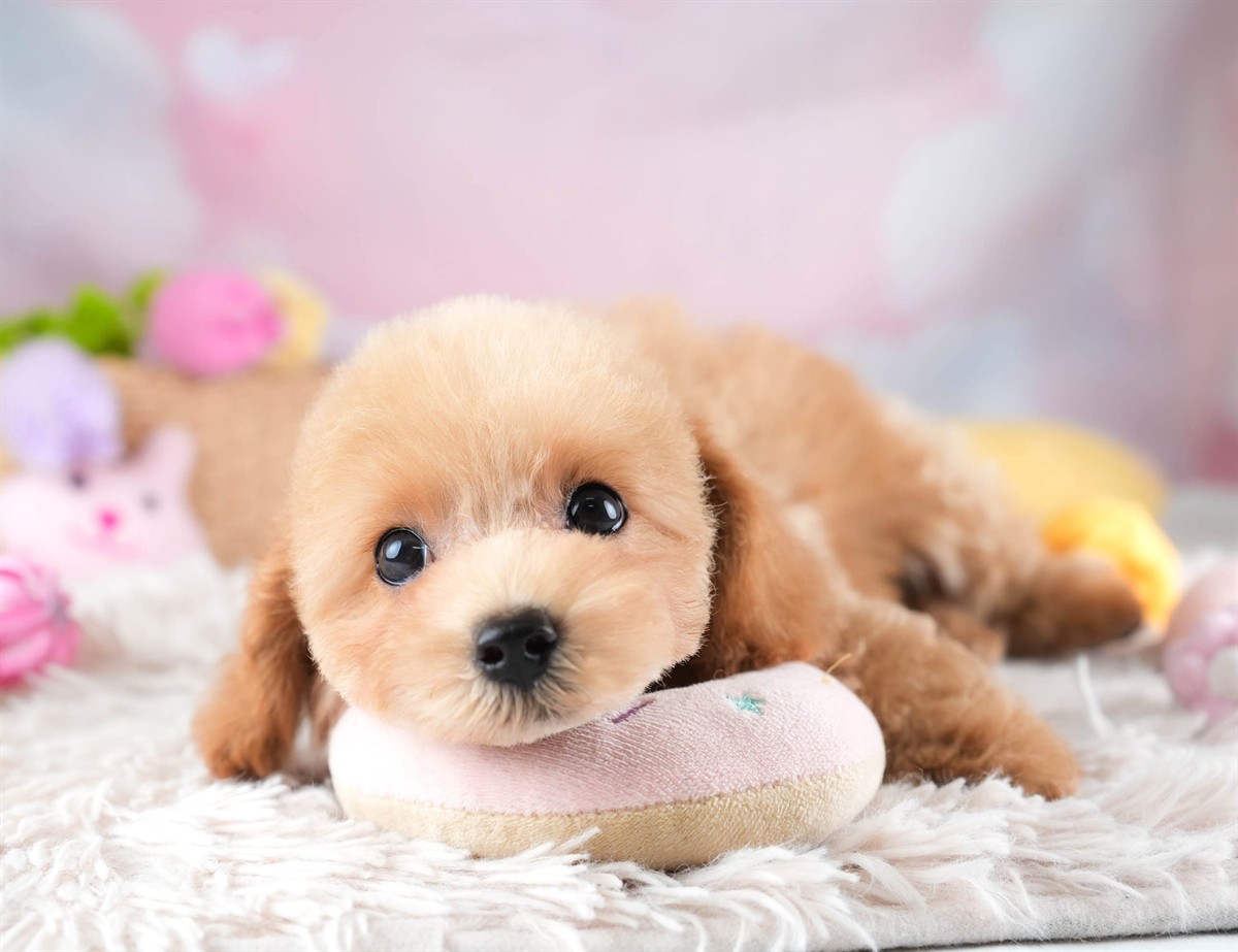 トイ・プードル | 女の子 | アプリコット | 2026年2月5日（ID:dog-30002981）