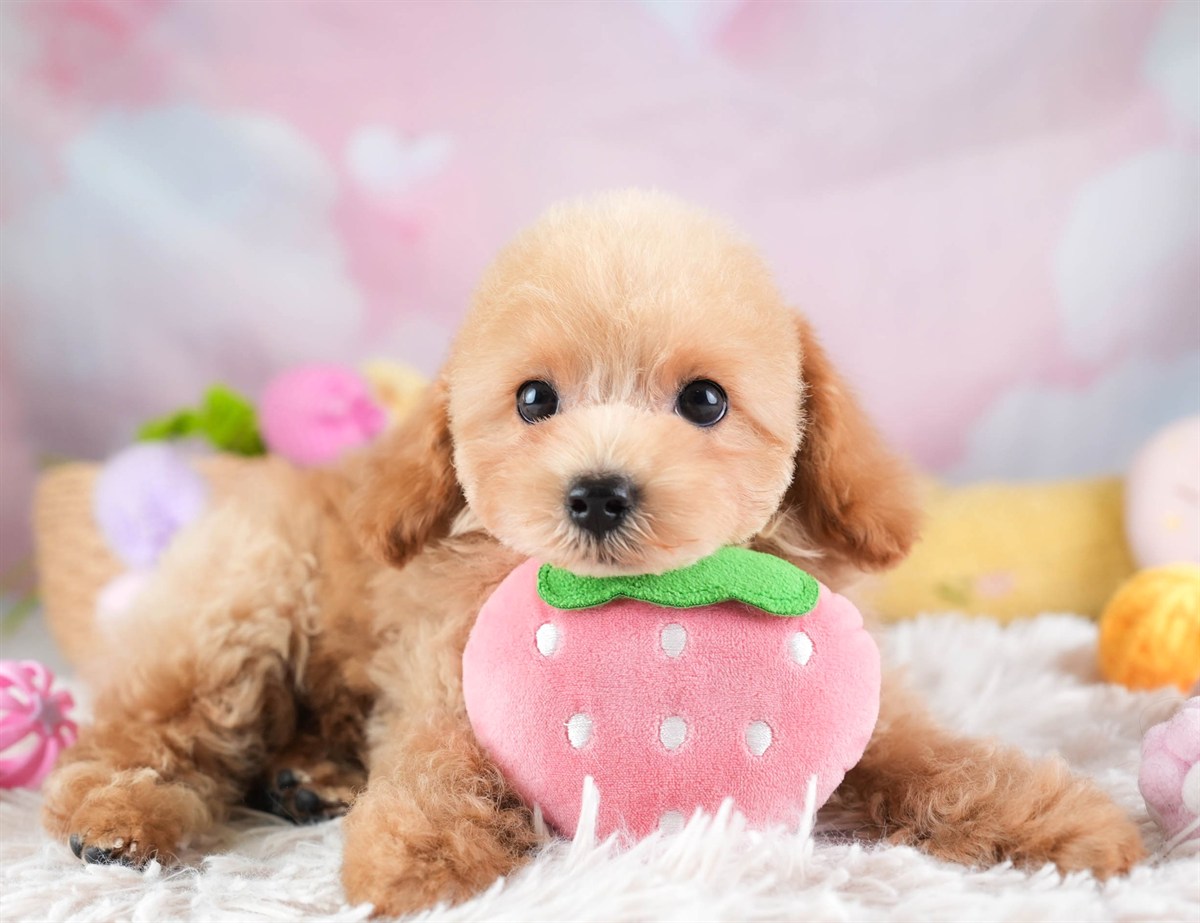 トイ・プードル | 女の子 | アプリコット | 2026年2月5日（ID:dog-30002981）