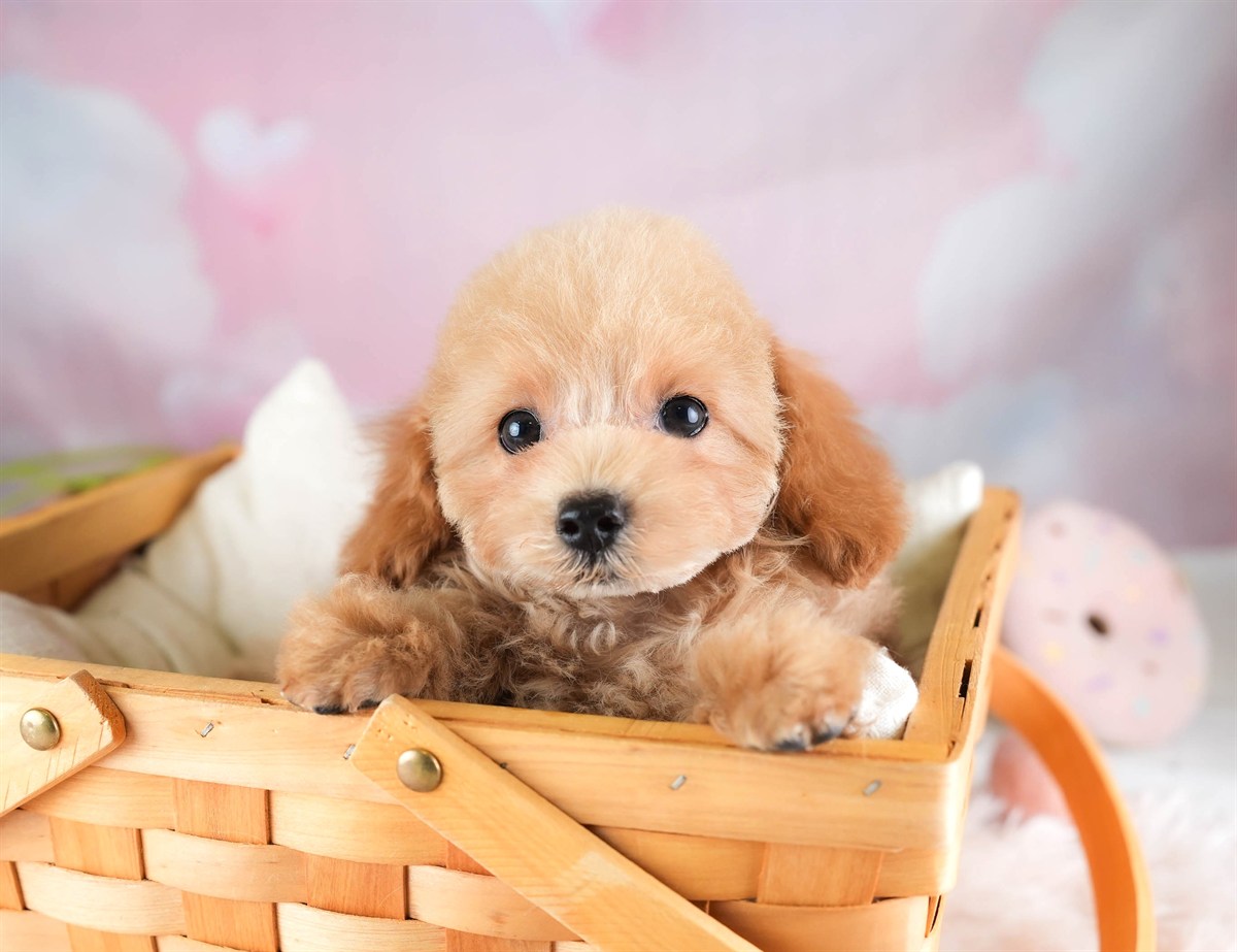 トイ・プードル | 女の子 | アプリコット | 2026年2月5日（ID:dog-30002981）