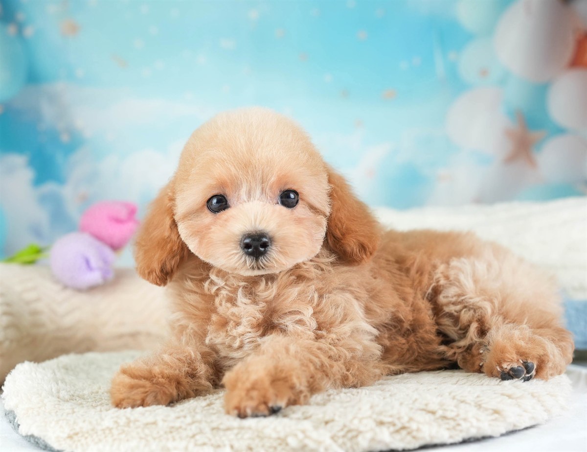 トイ・プードル | 女の子 | アプリコット | 2026年2月5日（ID:dog-30002981）