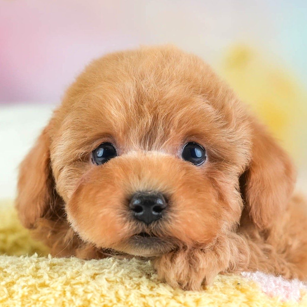 トイ・プードル | 男の子 | レッド | 2026年2月5日