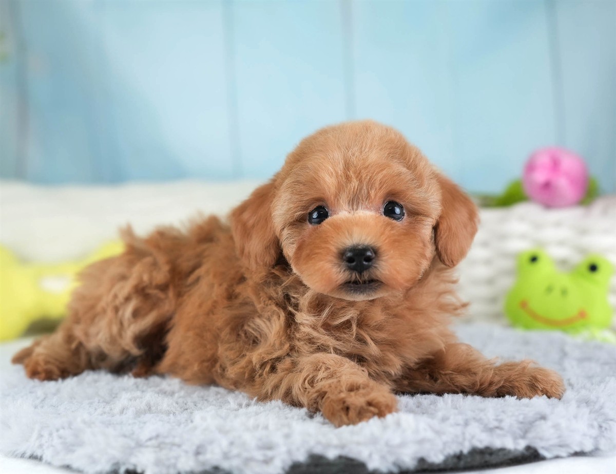 トイ・プードル | 男の子 | レッド | 2026年2月5日