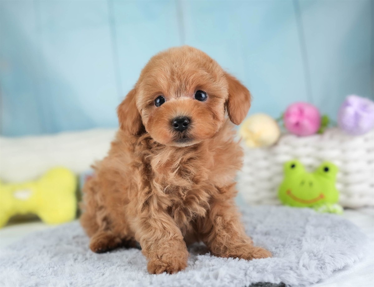 トイ・プードル | 男の子 | レッド | 2026年2月5日