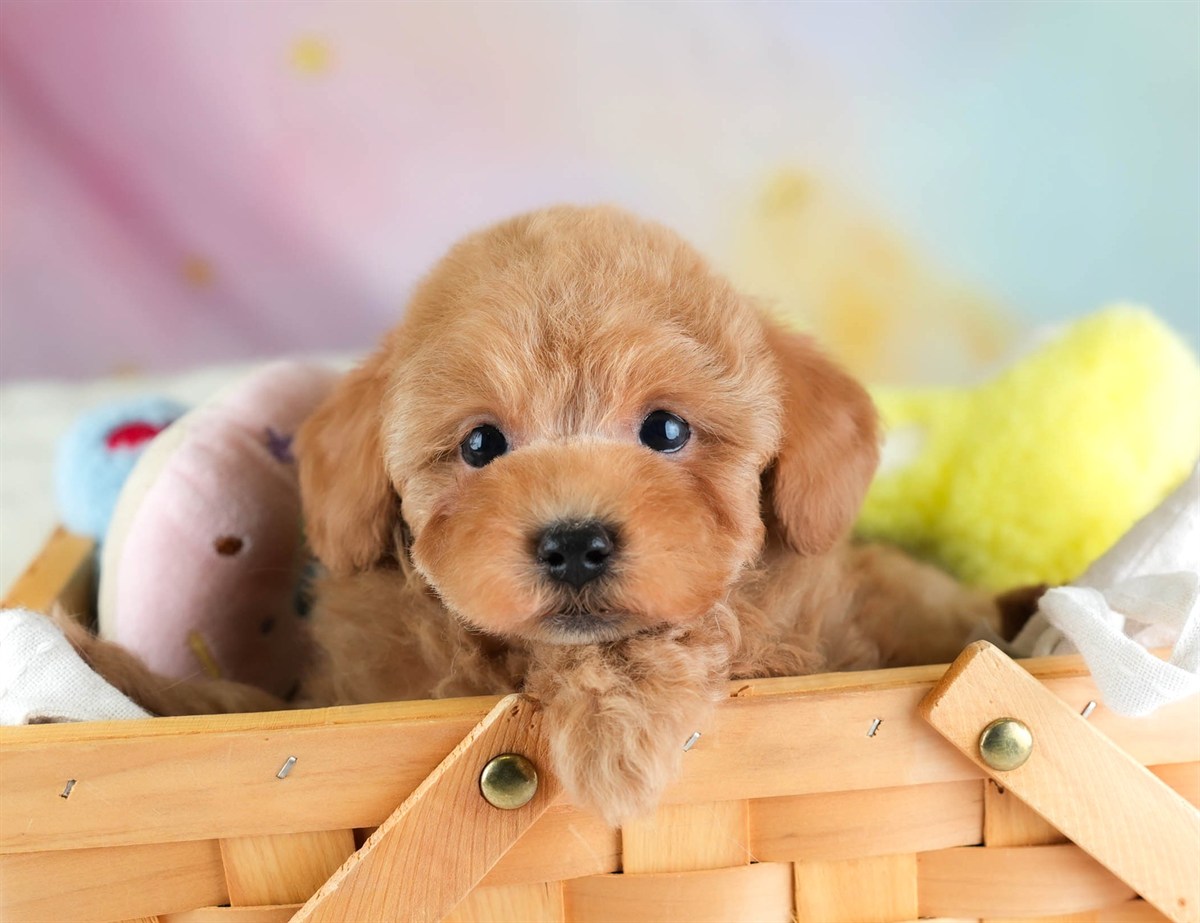 トイ・プードル | 男の子 | レッド | 2026年2月5日