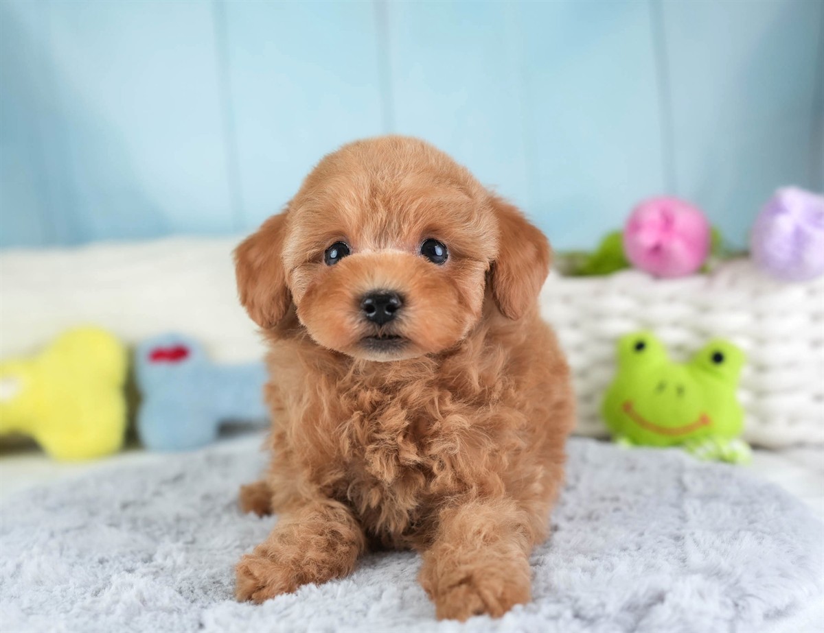 トイ・プードル | 男の子 | レッド | 2026年2月5日