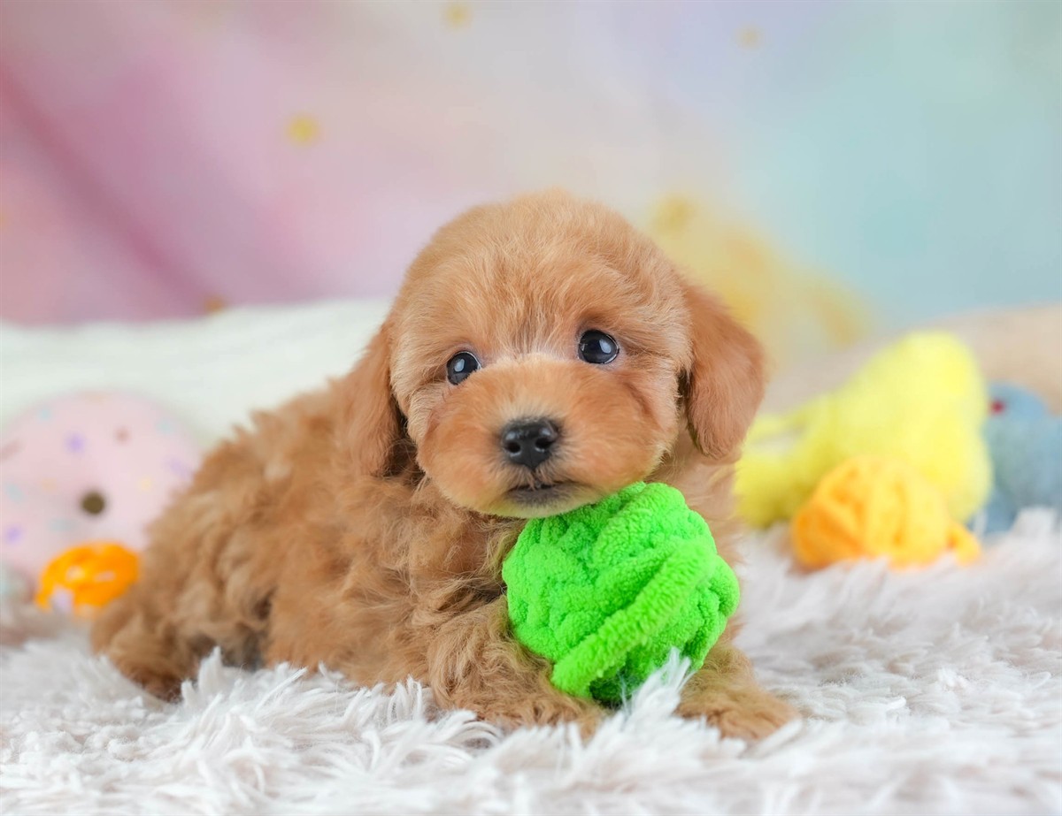 トイ・プードル | 男の子 | レッド | 2026年2月5日