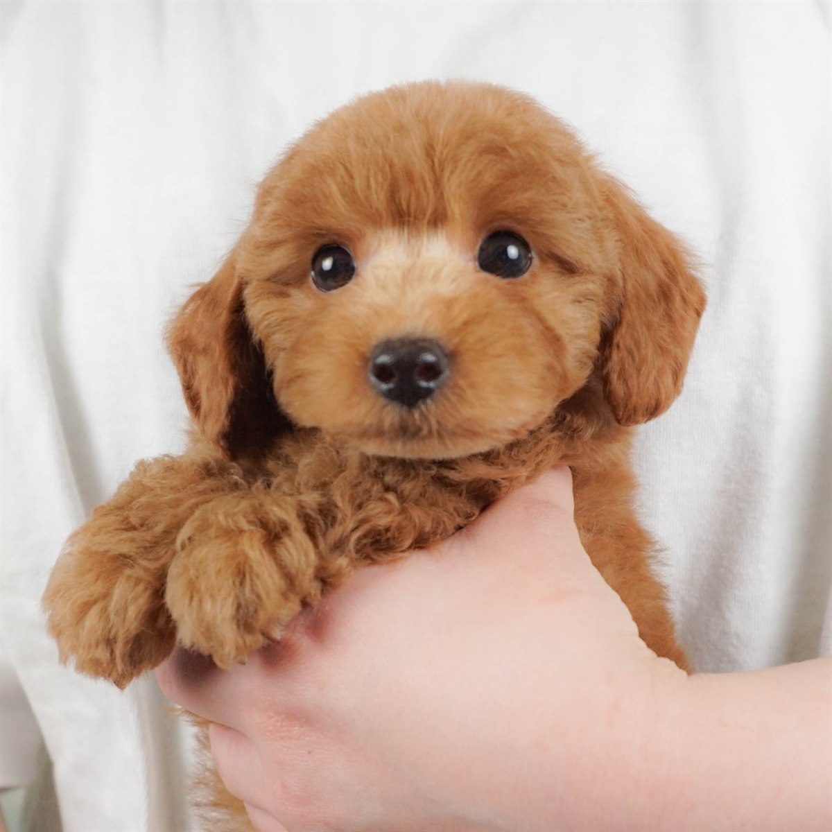 トイ・プードル | 男の子 | レッド | 2026年2月5日（ID:dog-30002983）