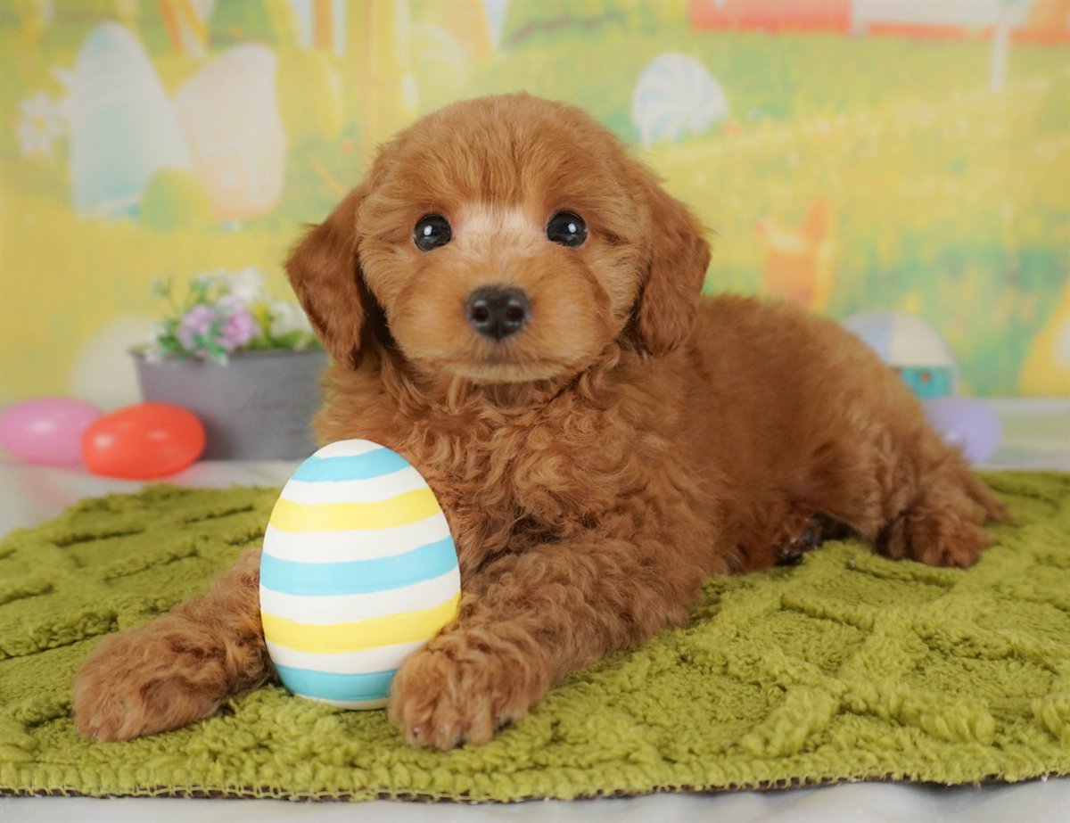 トイ・プードル | 男の子 | レッド | 2026年2月5日（ID:dog-30002983）