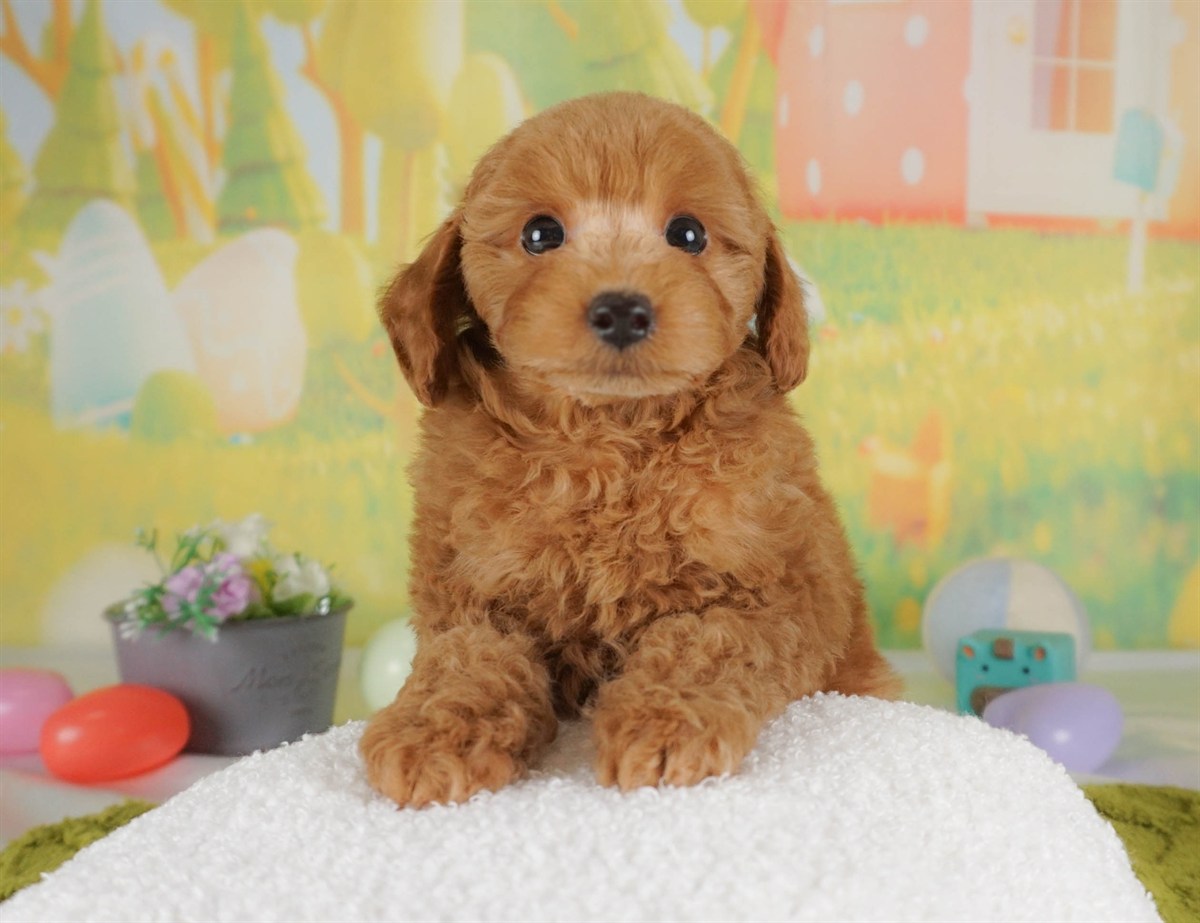 トイ・プードル | 男の子 | レッド | 2026年2月5日（ID:dog-30002983）