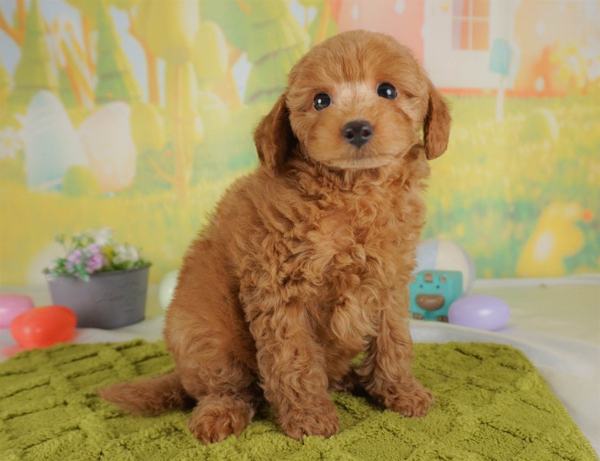 トイ・プードル | 男の子 | レッド | 2026年2月5日（ID:dog-30002983）