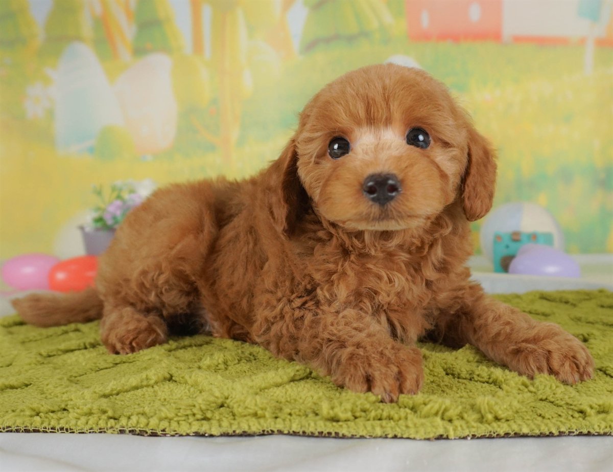 トイ・プードル | 男の子 | レッド | 2026年2月5日（ID:dog-30002983）