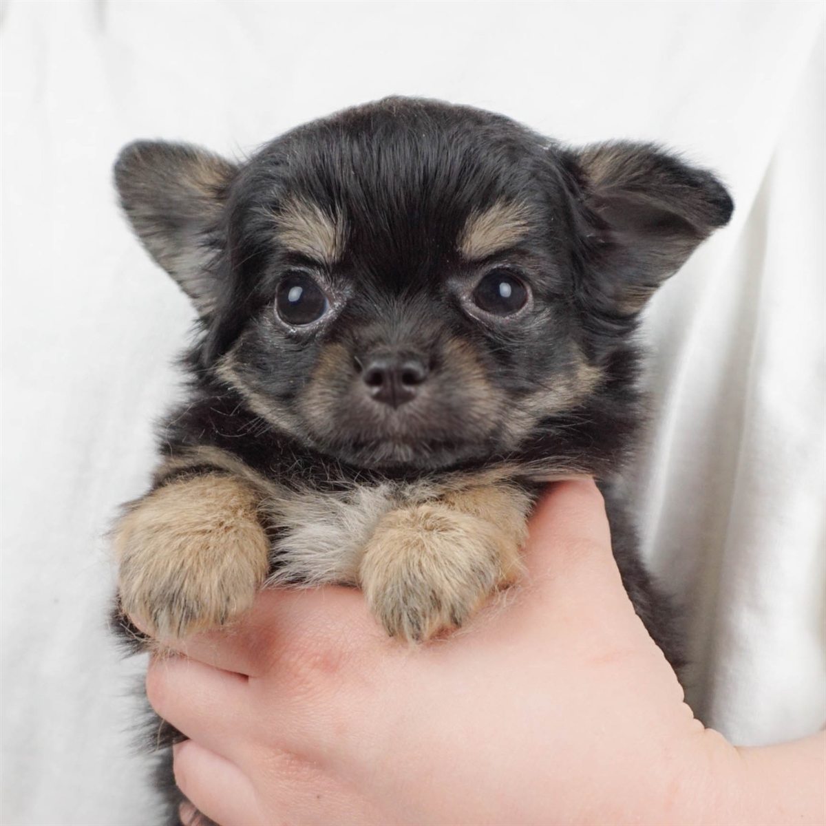 チワワ(ロング) | 女の子 | ブラック＆タン | 2026年2月6日（ID:dog-30002985）