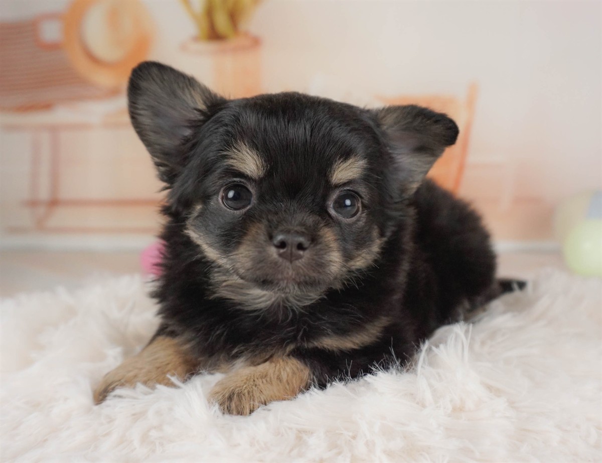 チワワ(ロング) | 女の子 | ブラック＆タン | 2026年2月6日（ID:dog-30002985）