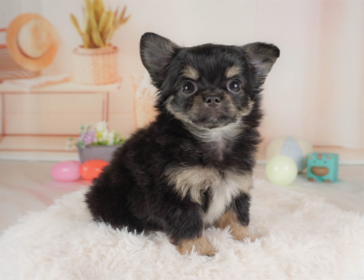 チワワ(ロング) | 女の子 | ブラック＆タン | 2026年2月6日（ID:dog-30002985）