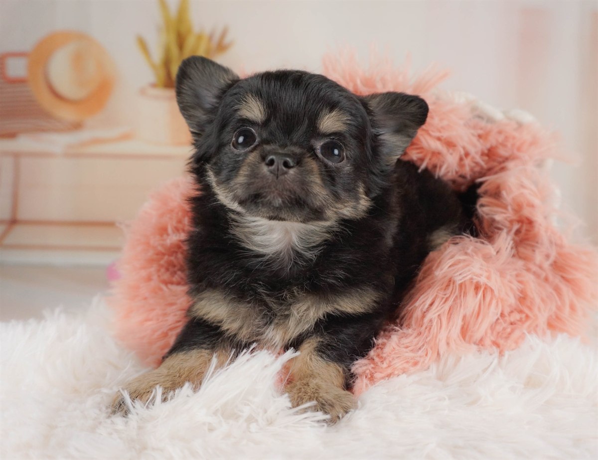 チワワ(ロング) | 女の子 | ブラック＆タン | 2026年2月6日（ID:dog-30002985）