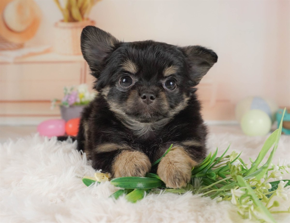 チワワ(ロング) | 女の子 | ブラック＆タン | 2026年2月6日（ID:dog-30002985）