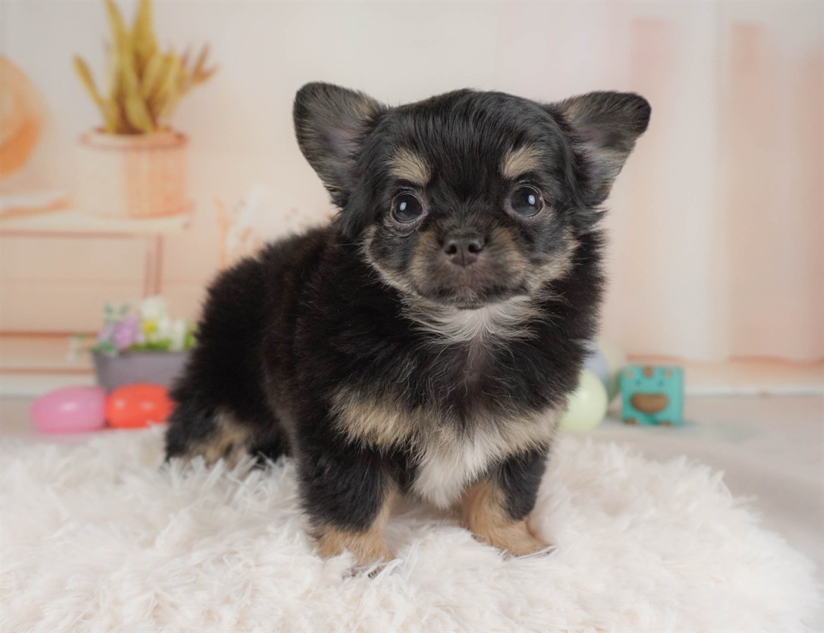 チワワ(ロング) | 女の子 | ブラック＆タン | 2026年2月6日（ID:dog-30002985）