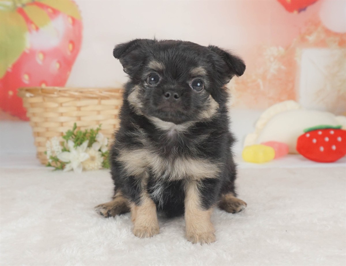 チワワ(ロング) | 男の子 | ブラック＆タン | 2026年2月6日