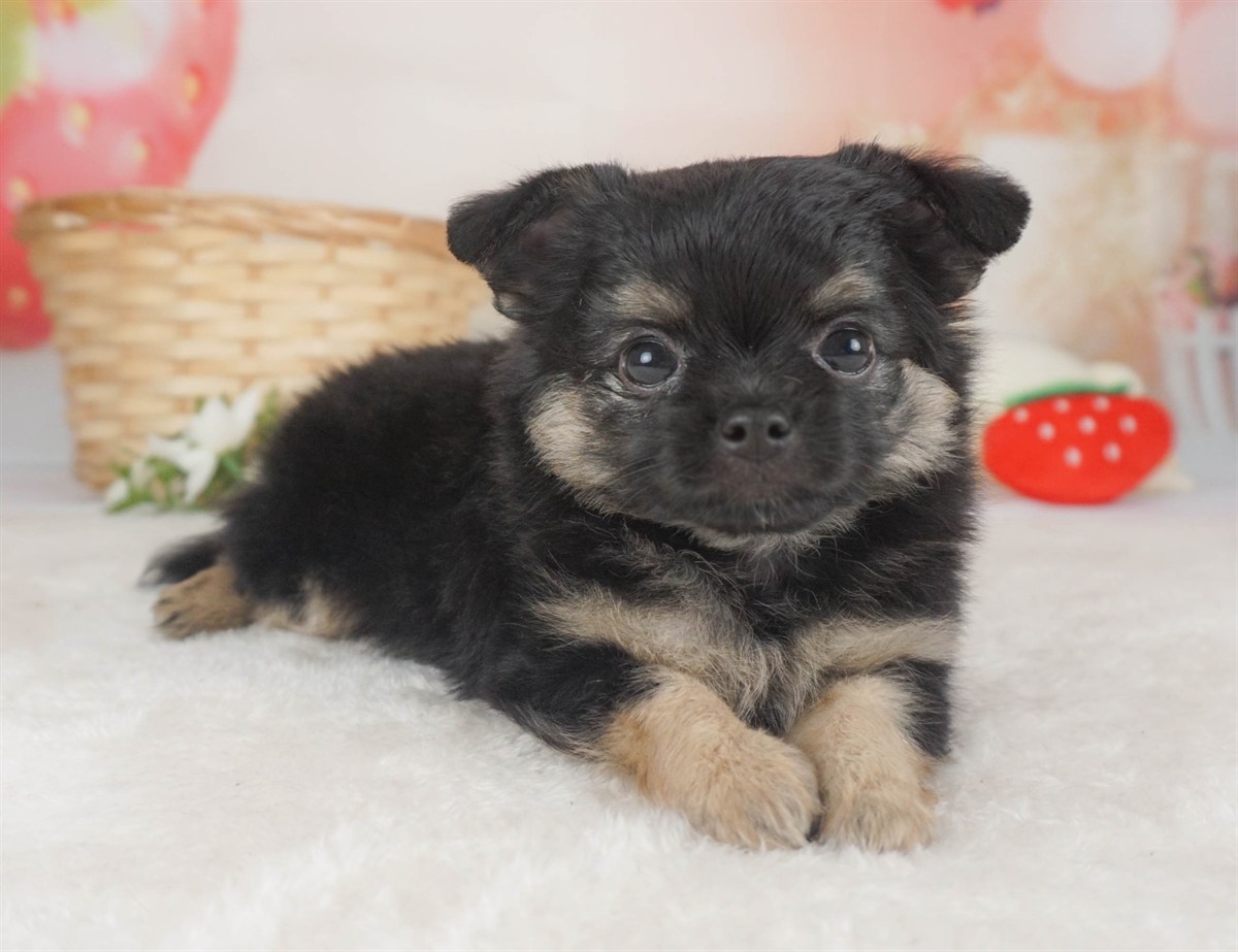 チワワ(ロング) | 男の子 | ブラック＆タン | 2026年2月6日