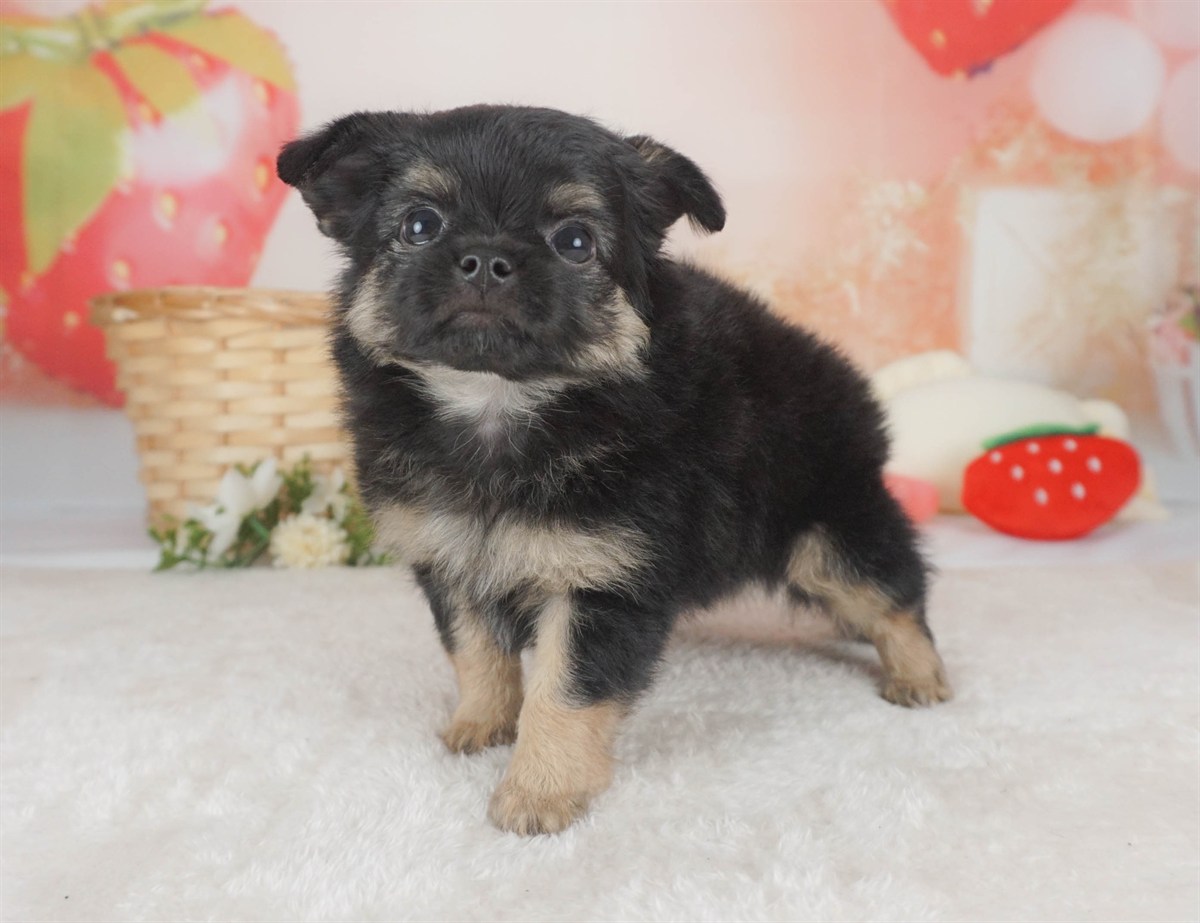 チワワ(ロング) | 男の子 | ブラック＆タン | 2026年2月6日