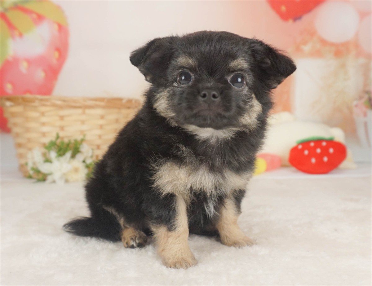 チワワ(ロング) | 男の子 | ブラック＆タン | 2026年2月6日