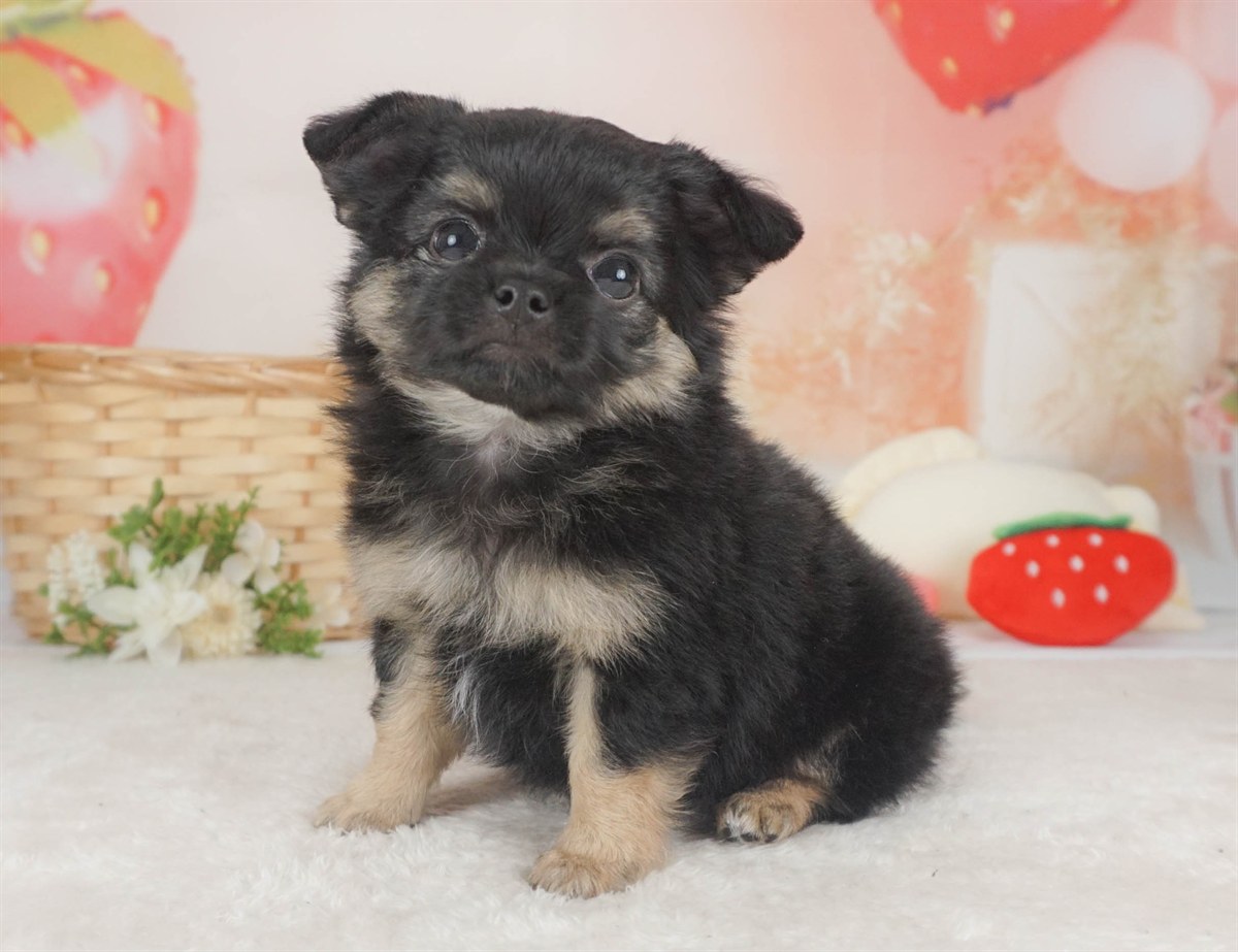 チワワ(ロング) | 男の子 | ブラック＆タン | 2026年2月6日
