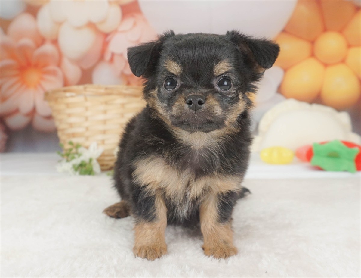 チワワ(ロング) | 女の子 | ブラック＆タン | 2026年2月6日