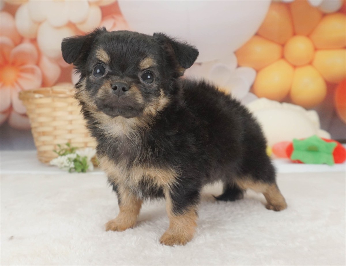 チワワ(ロング) | 女の子 | ブラック&タン | 2026年2月6日