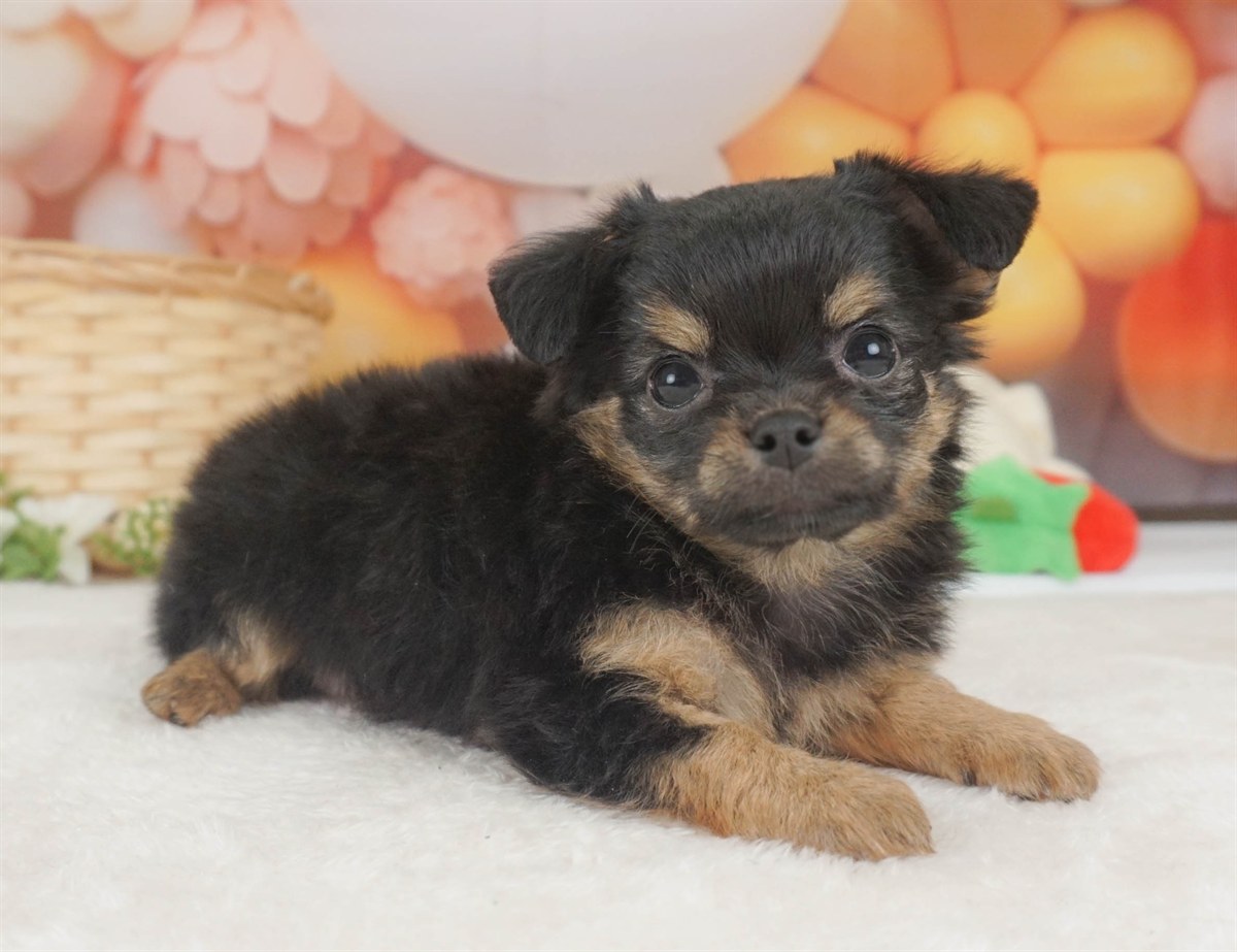 チワワ(ロング) | 女の子 | ブラック&タン | 2026年2月6日