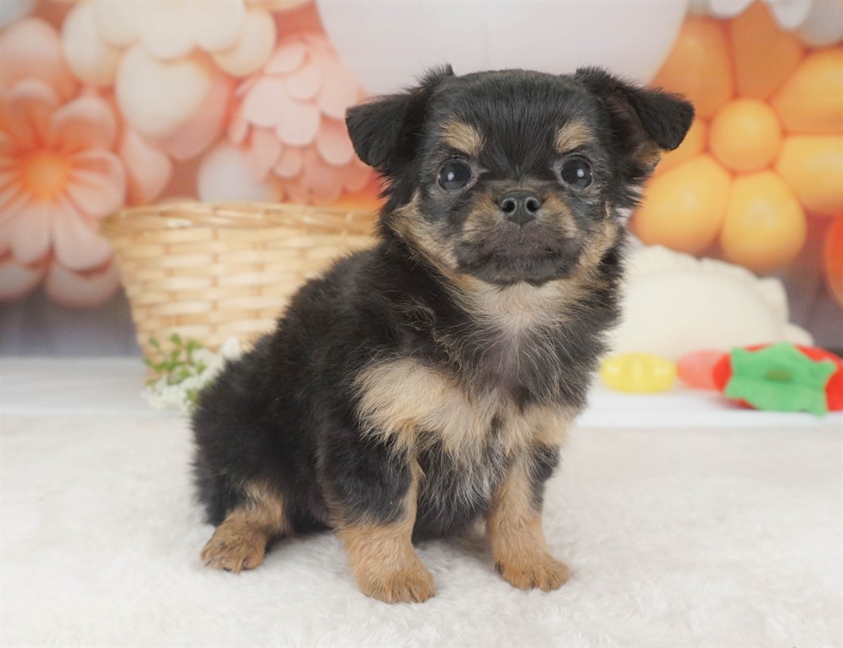 チワワ(ロング) | 女の子 | ブラック&タン | 2026年2月6日