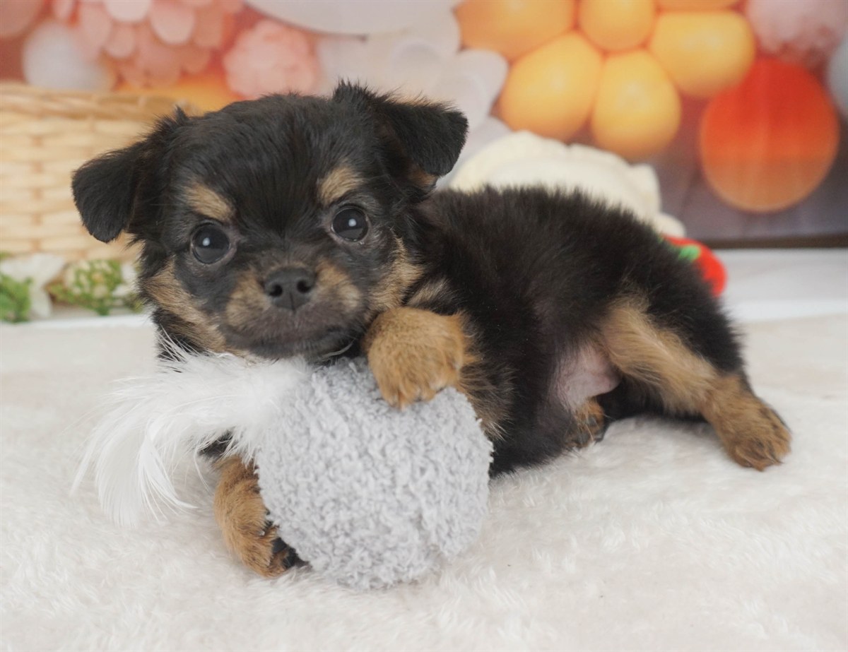 チワワ(ロング) | 女の子 | ブラック&タン | 2026年2月6日