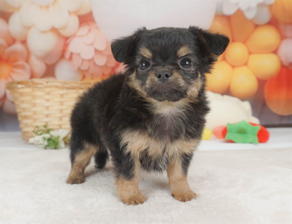 チワワ(ロング) | 女の子 | ブラック&タン | 2026年2月6日