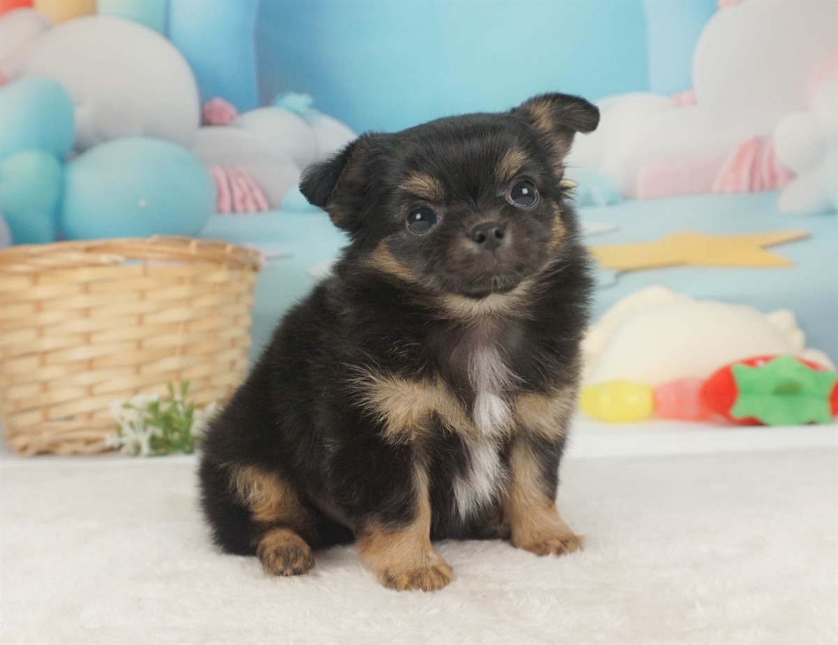 チワワ(ロング) | 男の子 | ブラック＆タン | 2026年2月6日