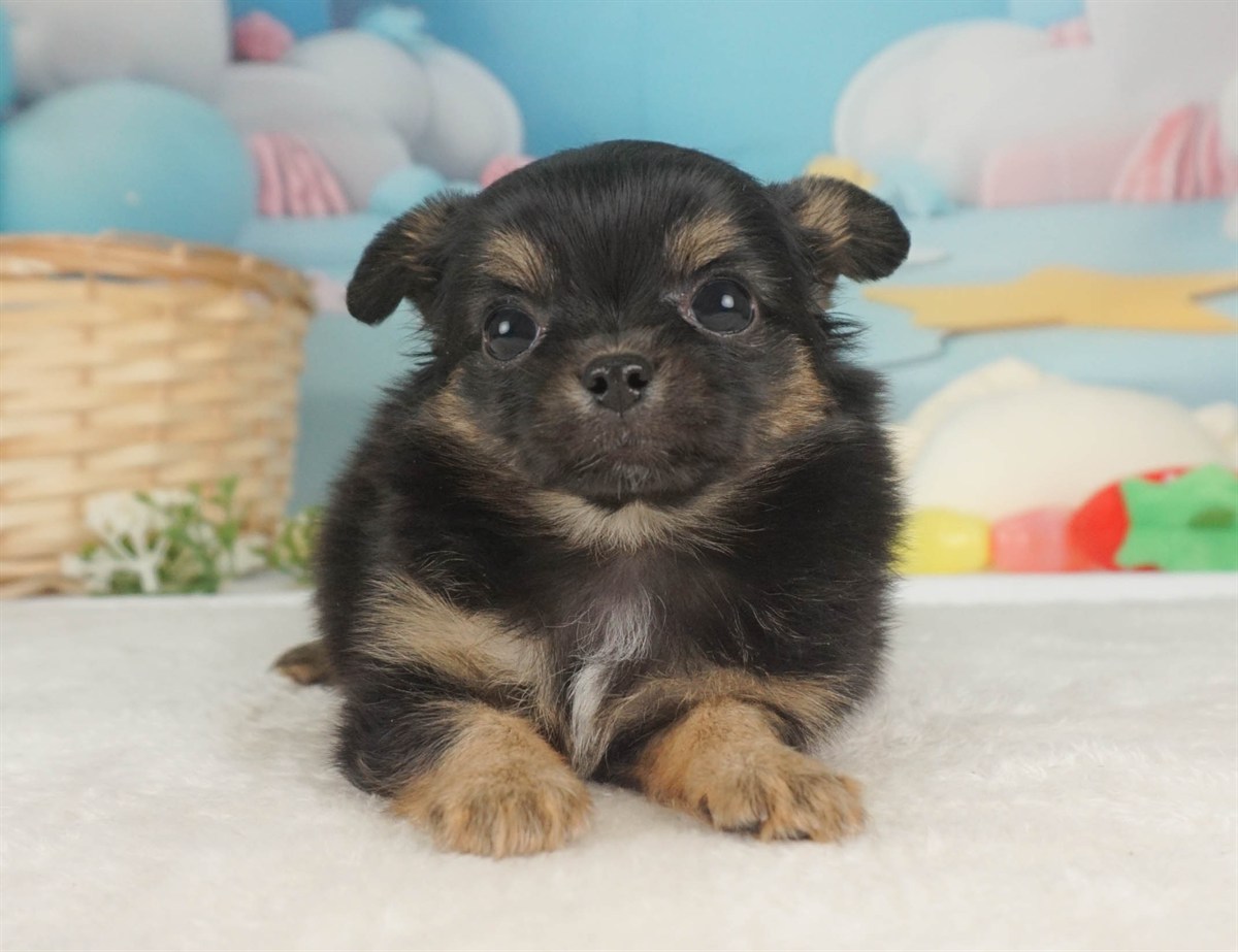 チワワ(ロング) | 男の子 | ブラック＆タン | 2026年2月6日