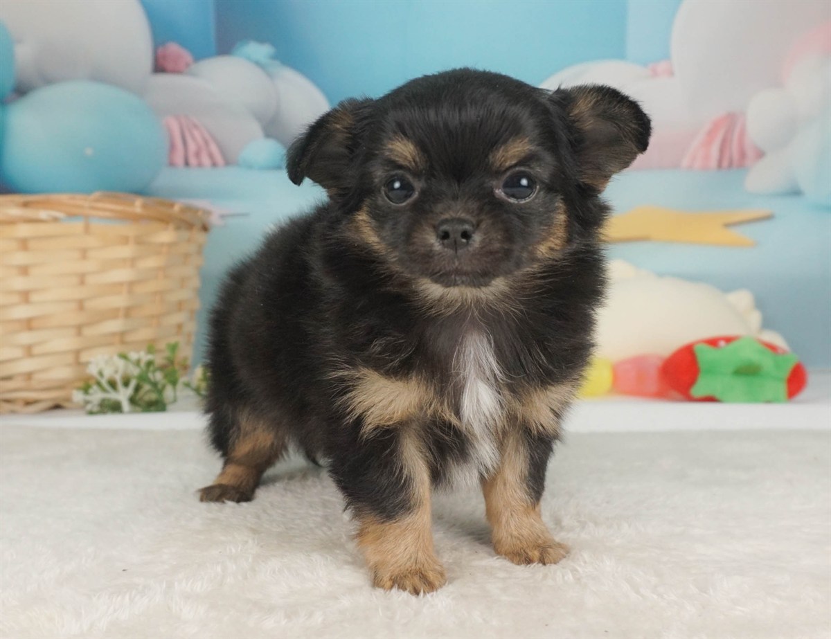 チワワ(ロング) | 男の子 | ブラック＆タン | 2026年2月6日
