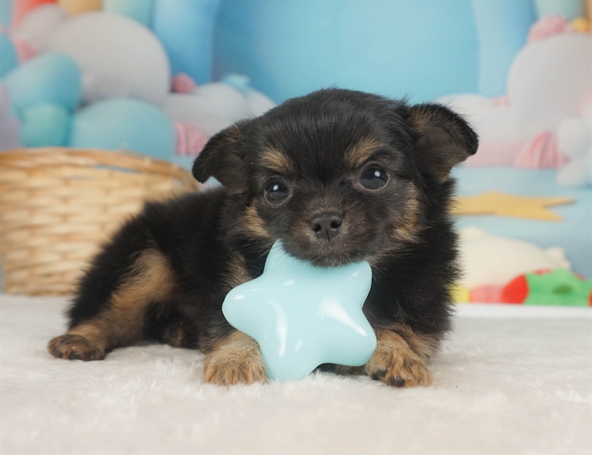 チワワ(ロング) | 男の子 | ブラック＆タン | 2026年2月6日