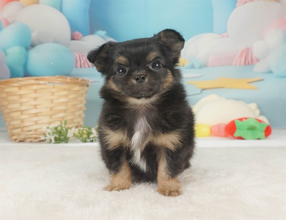 チワワ(ロング) | 男の子 | ブラック＆タン | 2026年2月6日