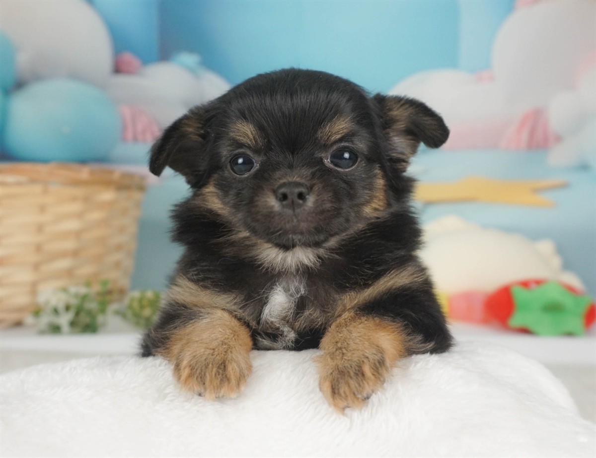 チワワ(ロング) | 男の子 | ブラック＆タン | 2026年2月6日
