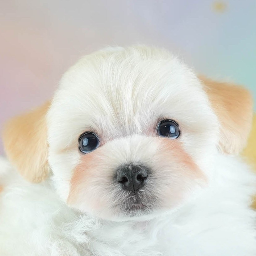 マルプー | 男の子 | クリーム | 2026年2月7日