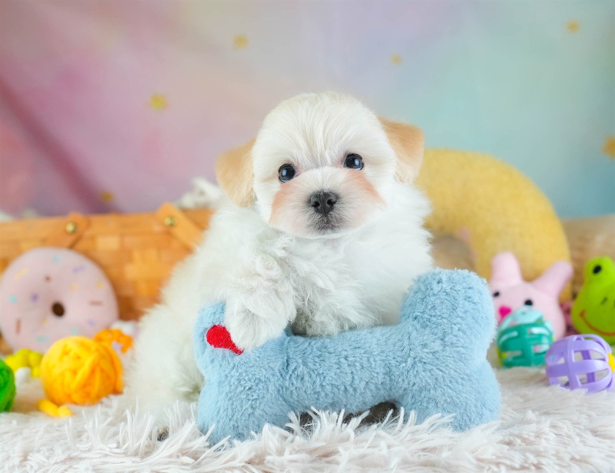 マルプー | 男の子 | クリーム | 2026年2月7日