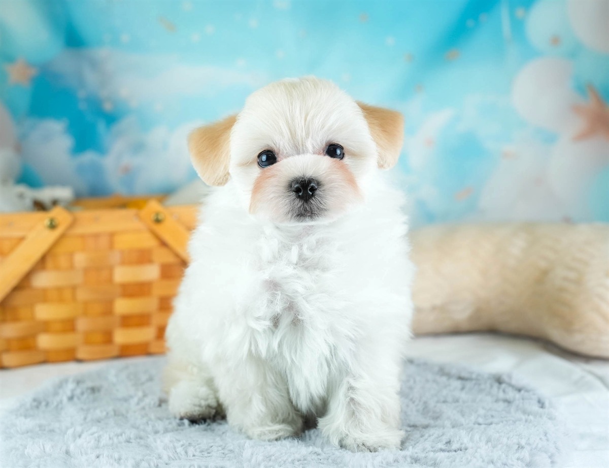 マルプー | 男の子 | クリーム | 2026年2月7日