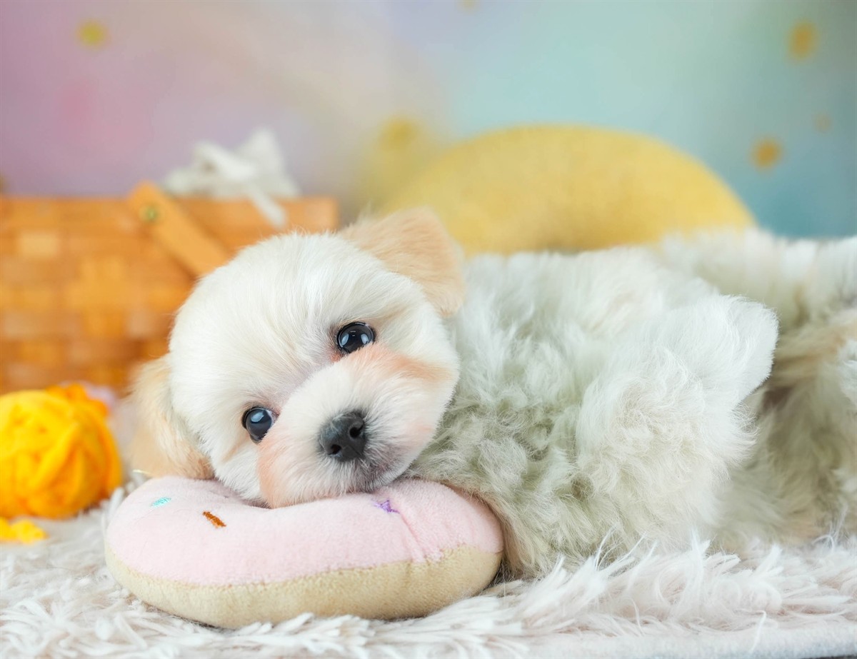 マルプー | 男の子 | クリーム | 2026年2月7日