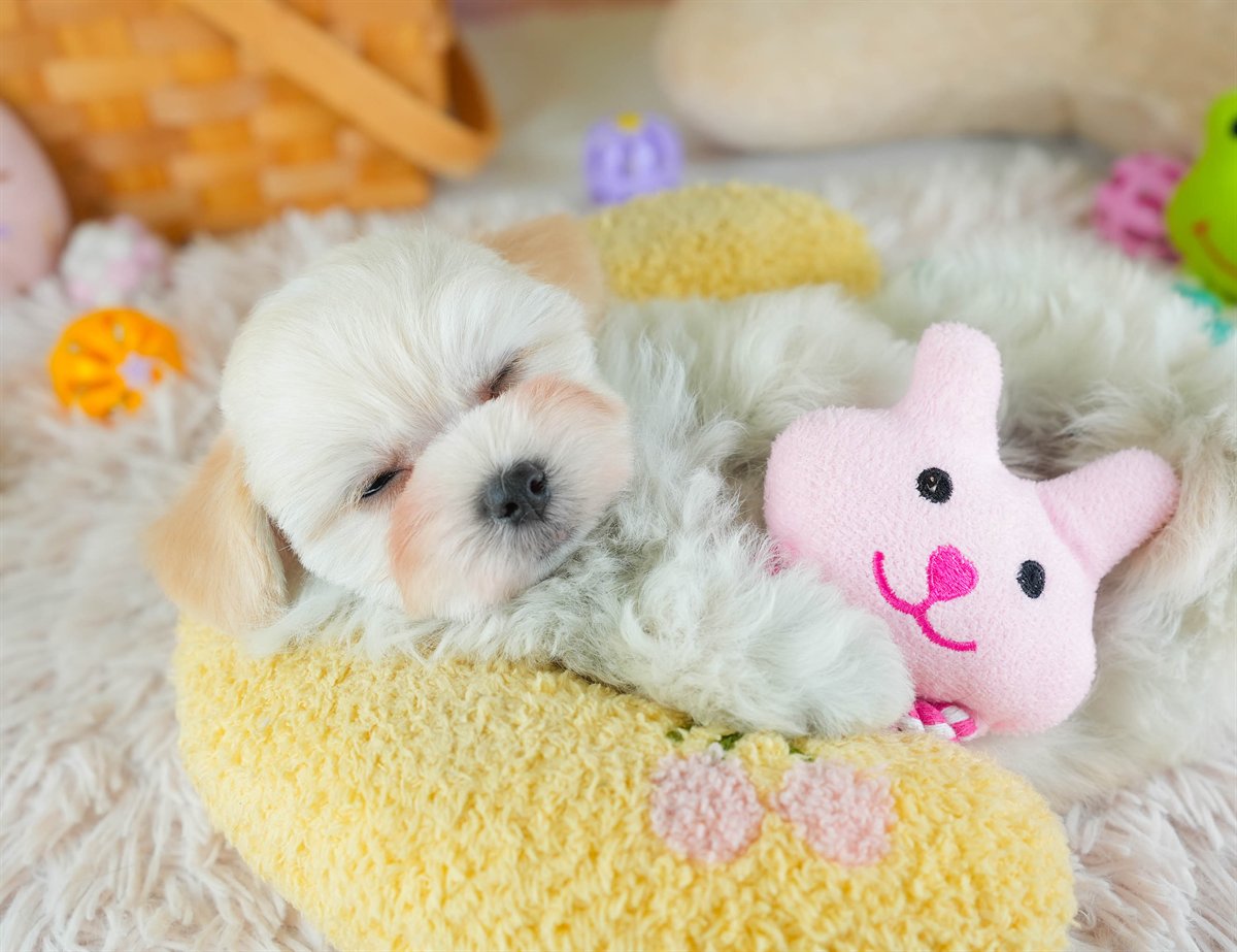 マルプー | 男の子 | クリーム | 2026年2月7日