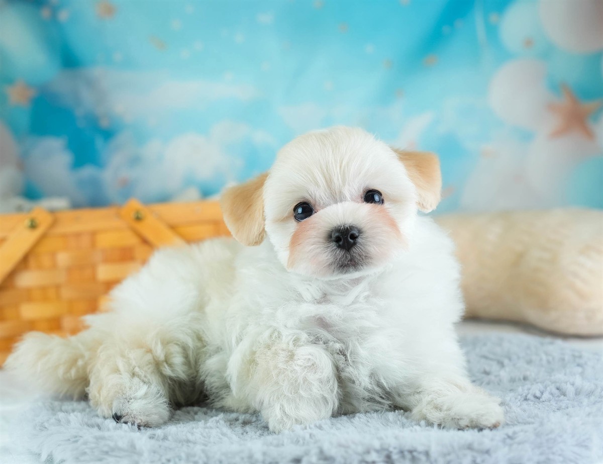 マルプー | 男の子 | クリーム | 2026年2月7日