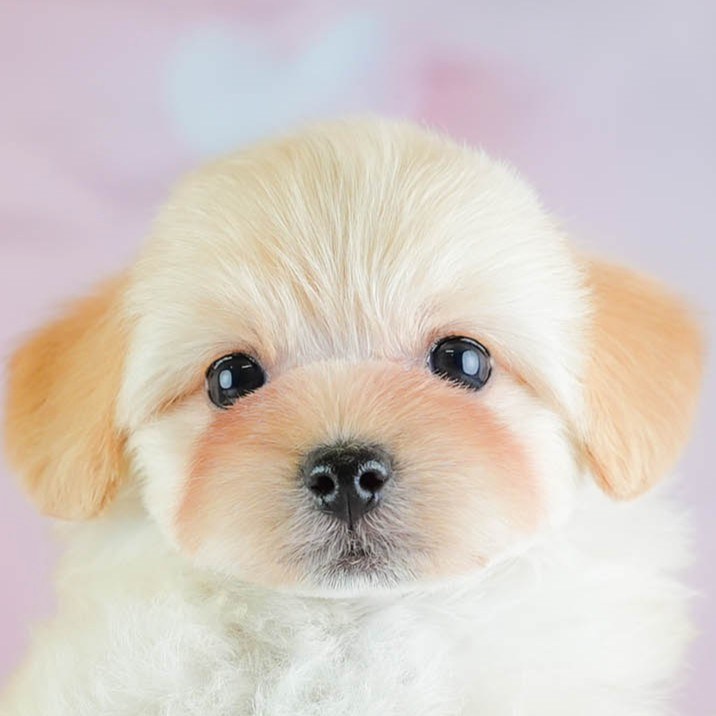 マルプー | 男の子 | アプリコット | 2026年2月7日